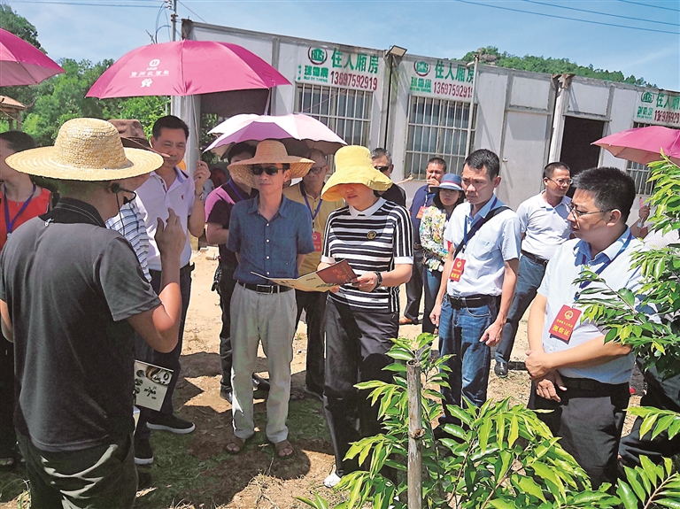 和庆镇镇村干部在定安县香岛沉香种植基地考察了解沉香产业.